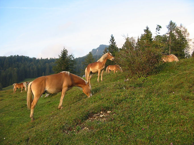 Haflingerhengste vom Fohlenhof Ebbs