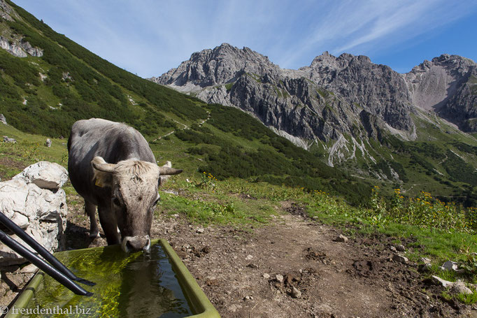 Kuh vor den Schafkopfalpen