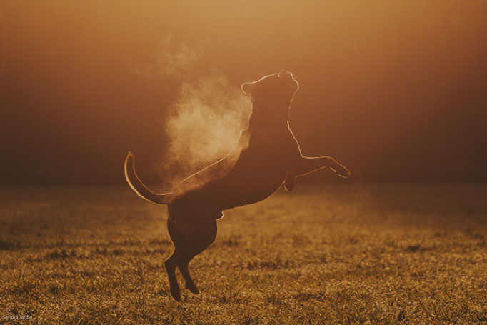 Hundefotografie köln | Tierfotografie Köln | (c)Schnappschützen