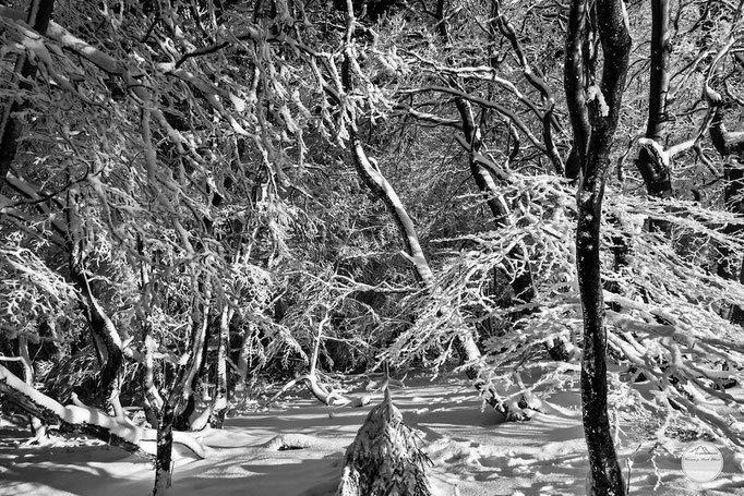 Bild: verschneite Bäume in Winterberg, "winter forest", www.2u-pictureworld.de