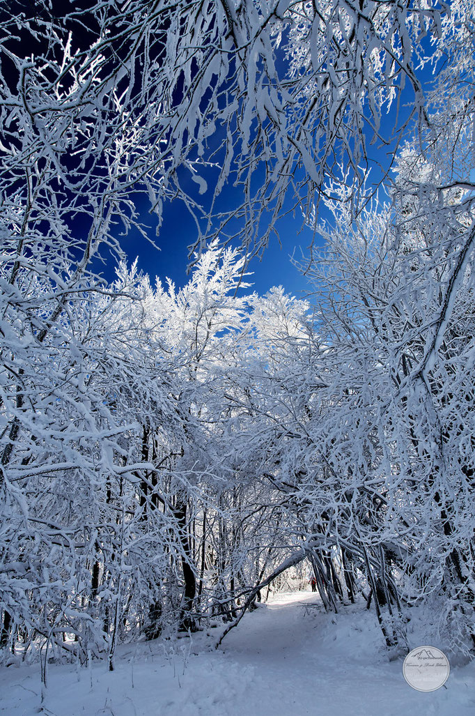 Bild: verschneite Bäume in Winterberg, Sauerland, "winter jungle"; www.2u-pictureworld.de