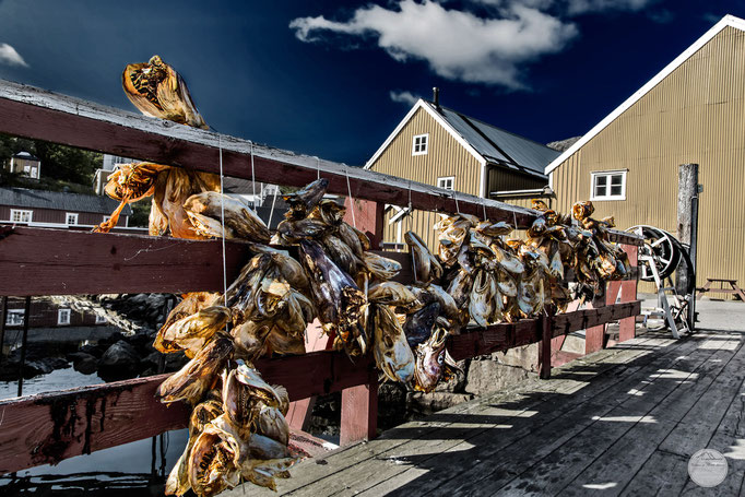 Bild: Nusfjord stockfish; Flakstadoya Island Lofoten Norway; "Nusfjord`s dried headsV4"; www.2u-pictureworld.de