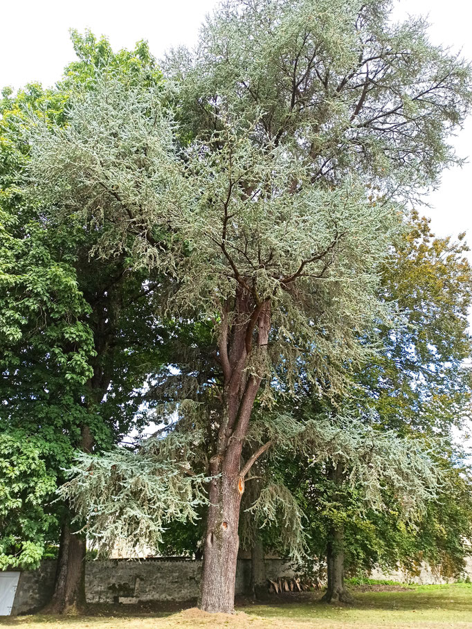 L'immense cèdre du Liban dans le jardin de l'hôtel "Rigoulène".