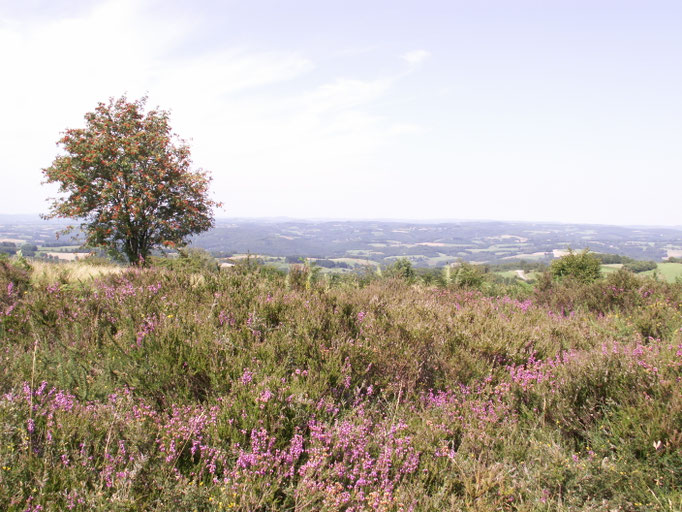 Les landes à bruyères et leur tapis mauve typique en été, recouvrent toujours le site, grâce à l'entretien de l'homme ayant succédé au pâturage des moutons.