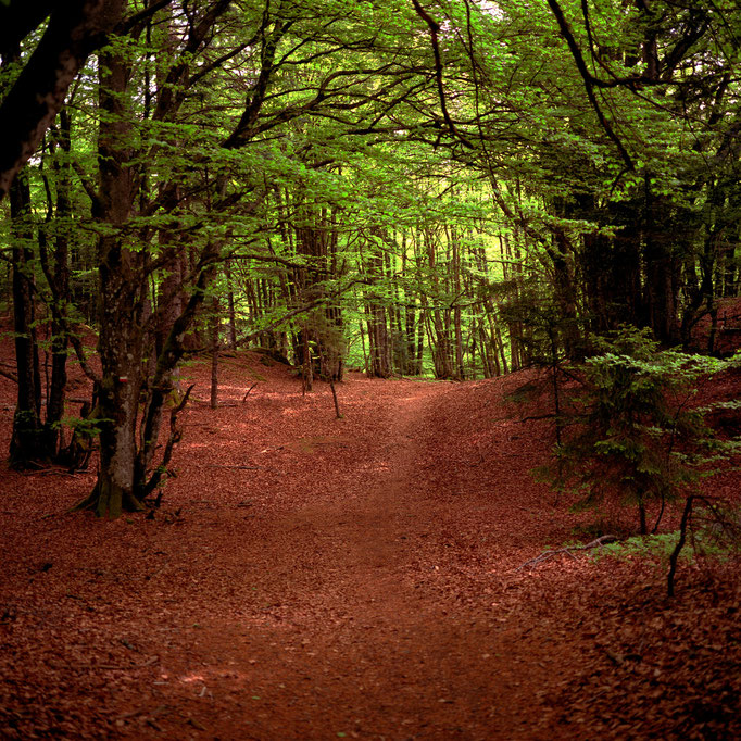 Massif des Vosges et ses forêt