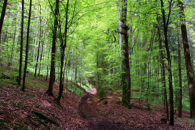 Balade Foret du Haut du Tot 