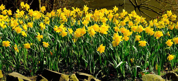 Joncquilles le Printemps dans les Vosges 