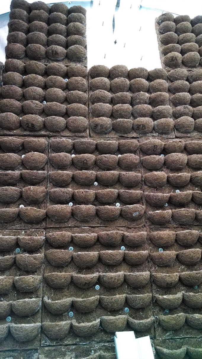 fibra de coco, jardin vertical,
