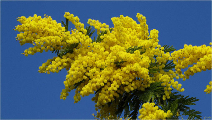 Le Mimosa ... emblème de Tanneron