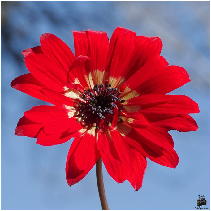 Anémone Coronaria rouge vif