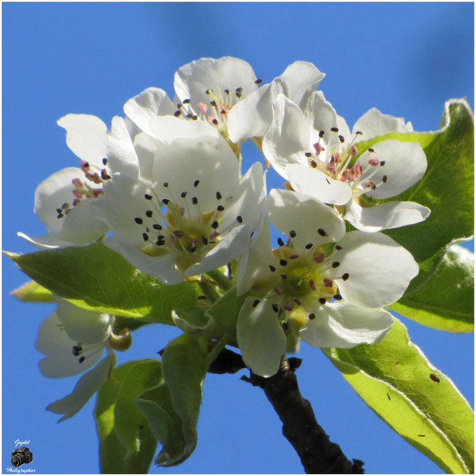 Fleurs de Poirier