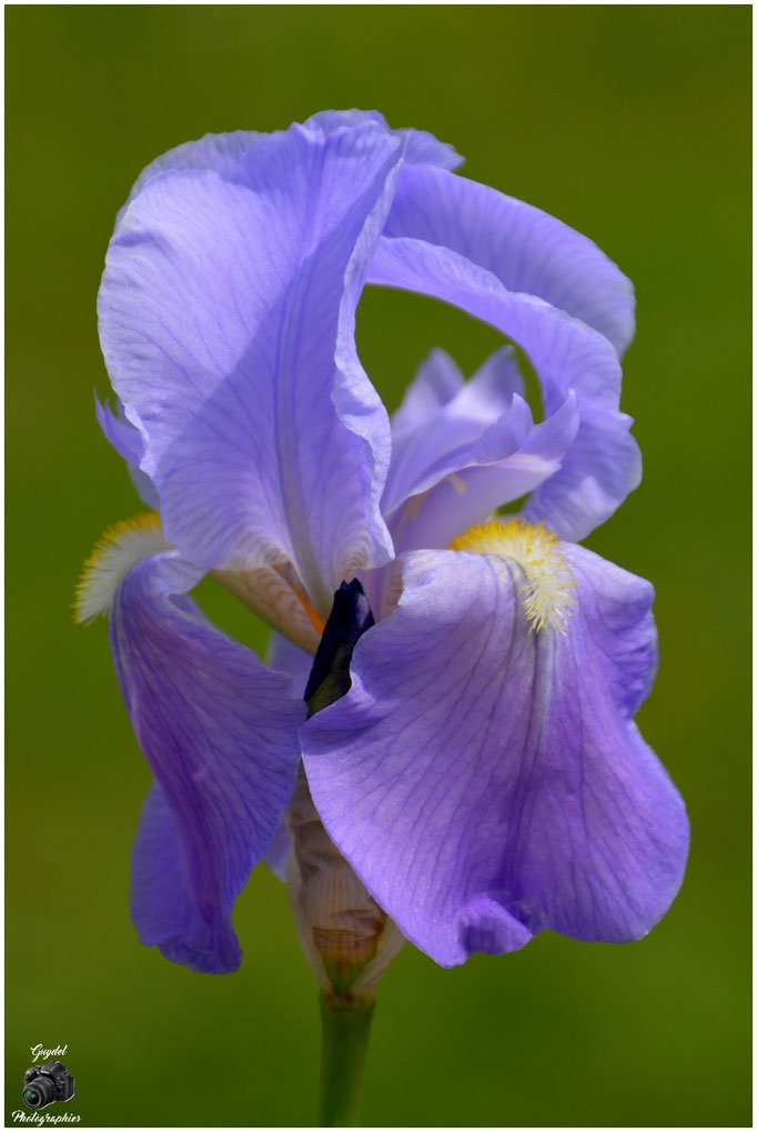 Iris mauve tendre