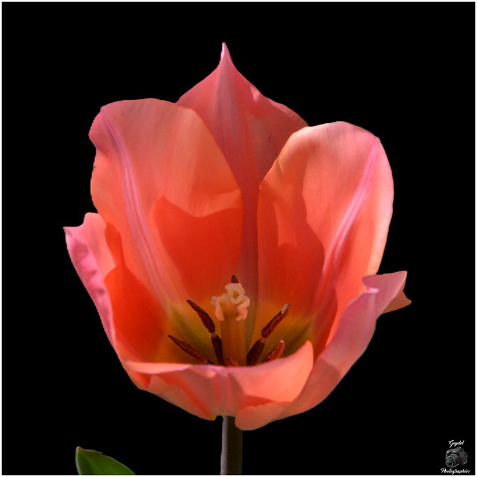 Tulipe Solo saumon