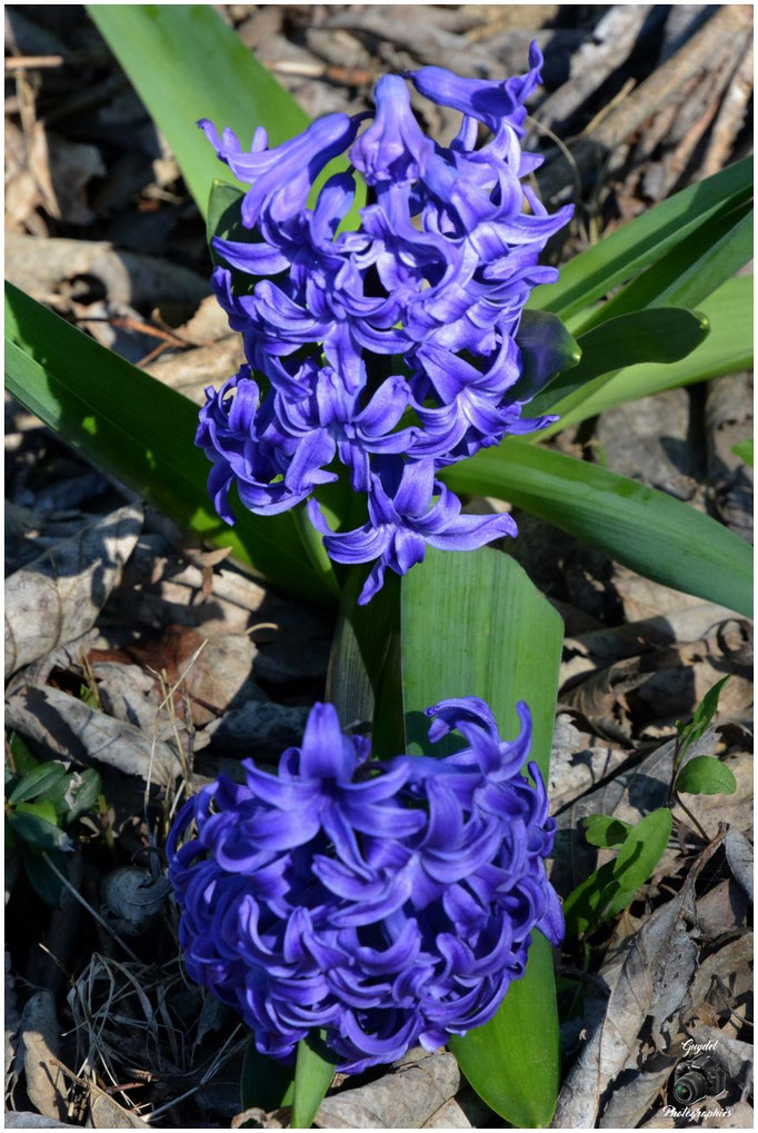 Jacinthe Bleue et double