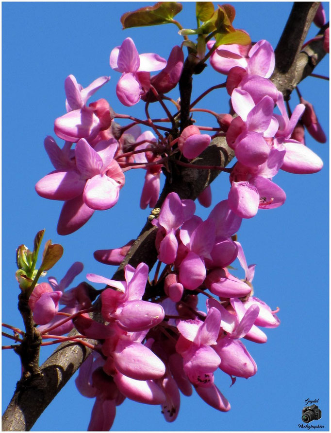 Arbre de Judée en fleurs