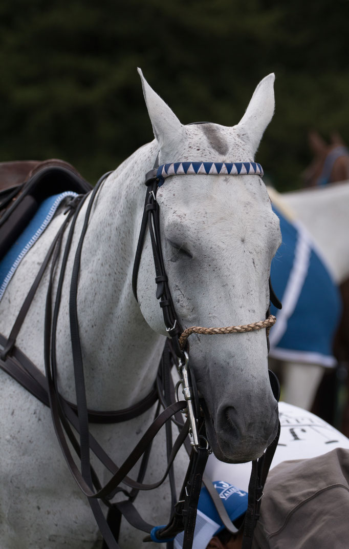 Polo horse in Argentina