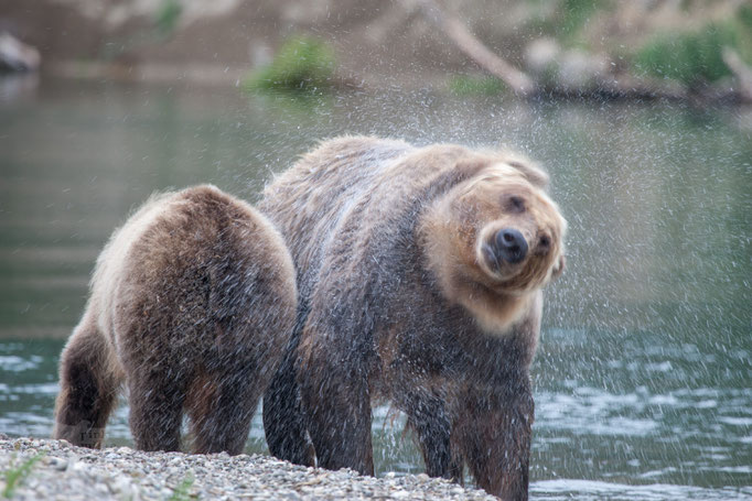 BrownBear at Kuril Lake Kamtschatka