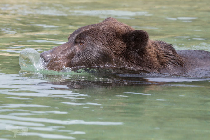 Alaska Grizzly, Katmai National Park