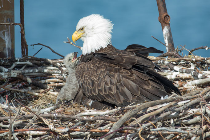 Homer (AK), Bald Eagle