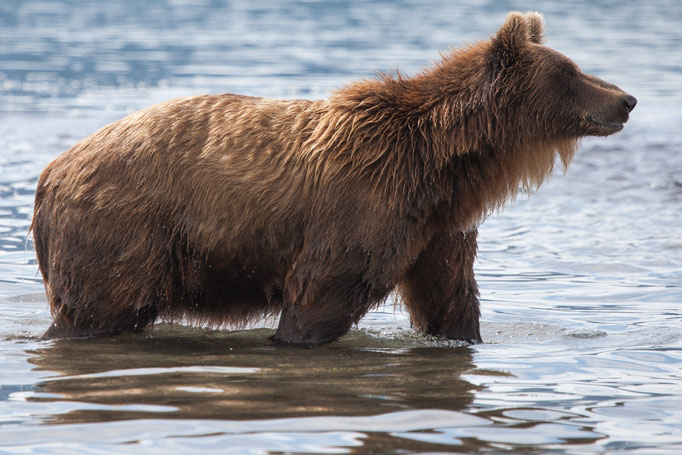 BrownBear at Kuril Lake Kamtschatka