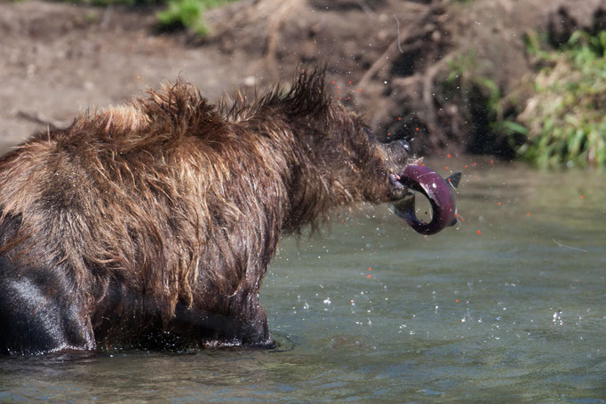 BrownBear at Kuril Lake Kamtschatka