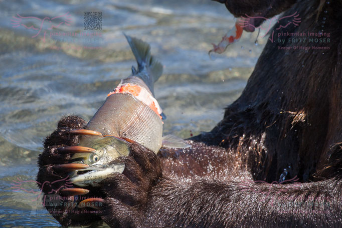 BrownBear at Kuril Lake Kamtschatka