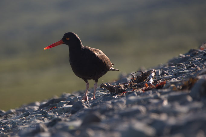 Katmai National Park, Oyster catcher