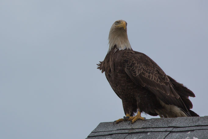 Bald Eagle, Homer Alaska