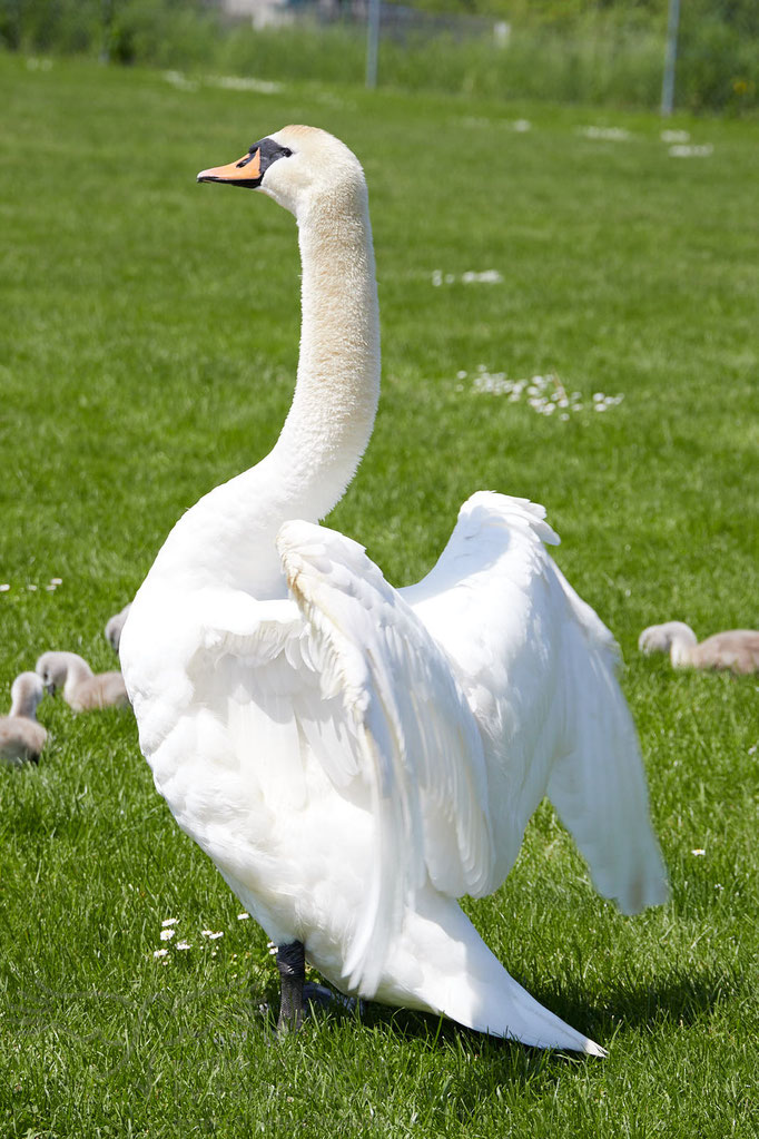 Swan breeding time: Aarau Philosophenweg