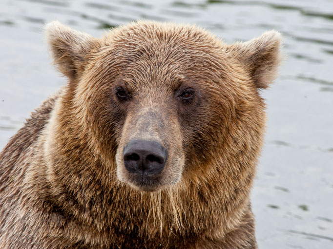 Brown Bear at Kuril Lake Kamtschatka