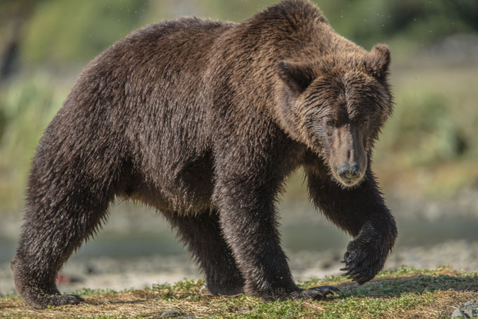 Alaska Grizzly, Katmai National Park