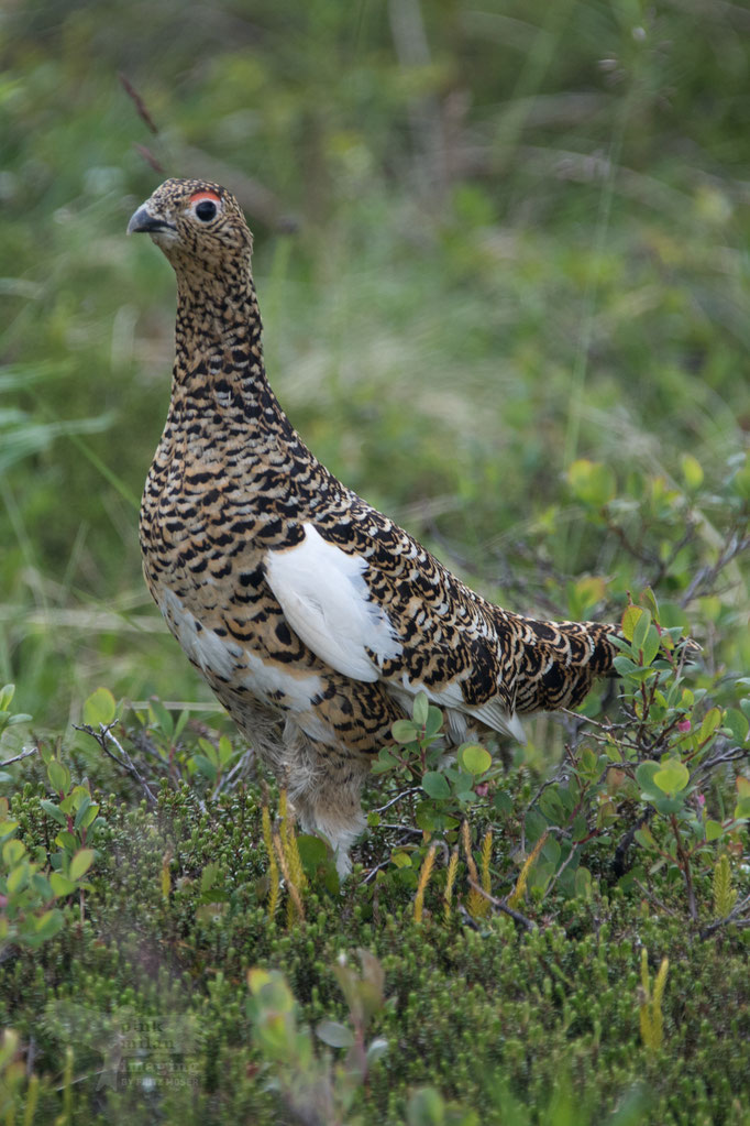 female Willow ptarmigan (Lagopus lagopus)