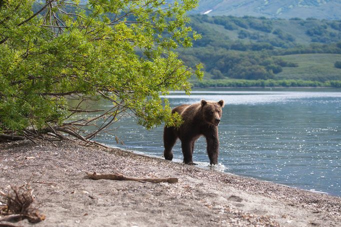 BrownBear at Kuril Lake Kamtschatka