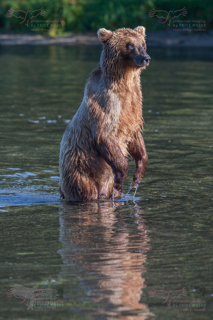 Brown Bear at Kuril Lake Kamtschatka
