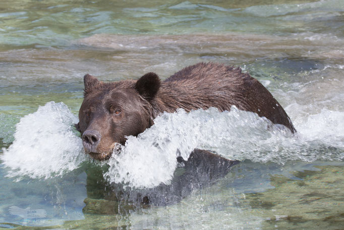 Alaska Grizzly, Katmai National Park