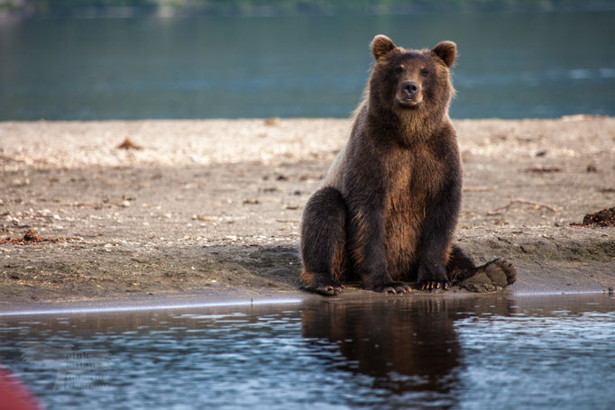 Brown Bear at Kuril Lake Kamtschatka