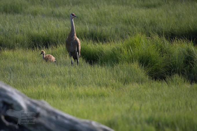 Homer (AK) sandhill crane