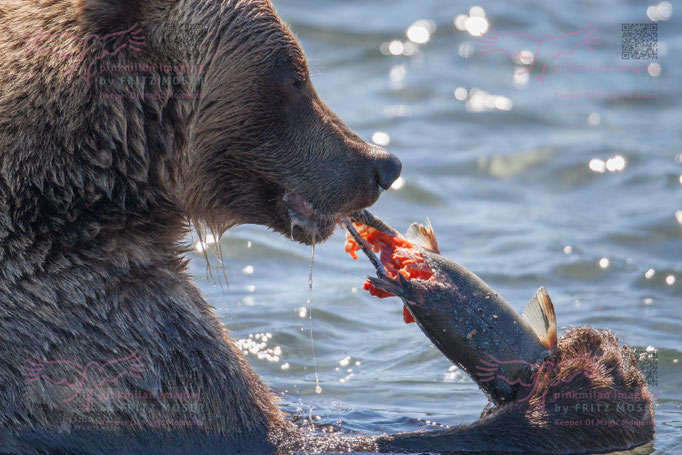 Brown Bear at Kuril Lake Kamtschatka