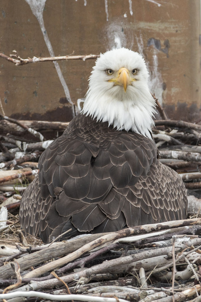 Homer (AK), Bald Eagle