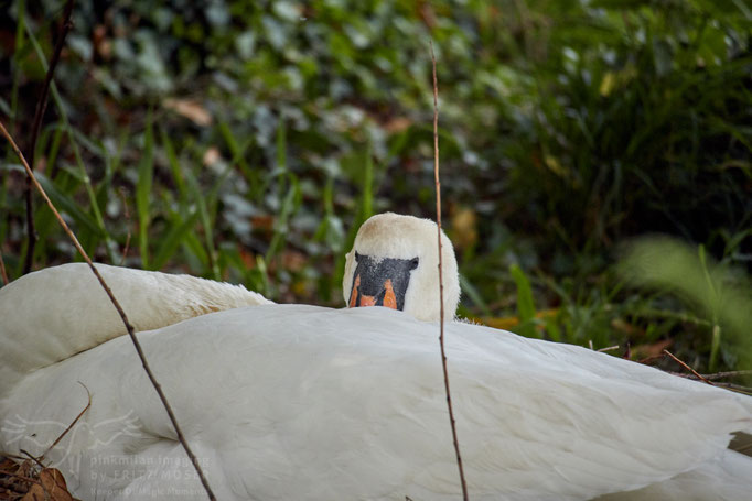 Sleepy mother swan