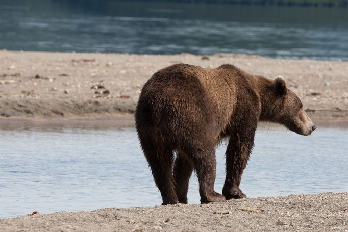 BrownBear at Kuril Lake Kamtschatka