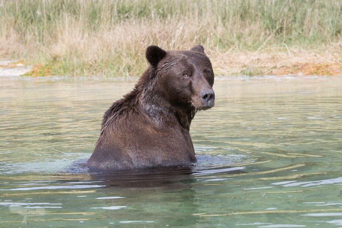 Alaska Grizzly 