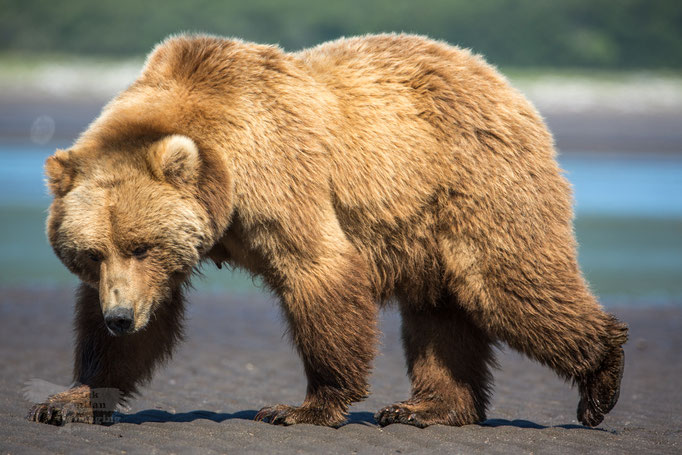 Alaska Grizzly, Katmai National Park