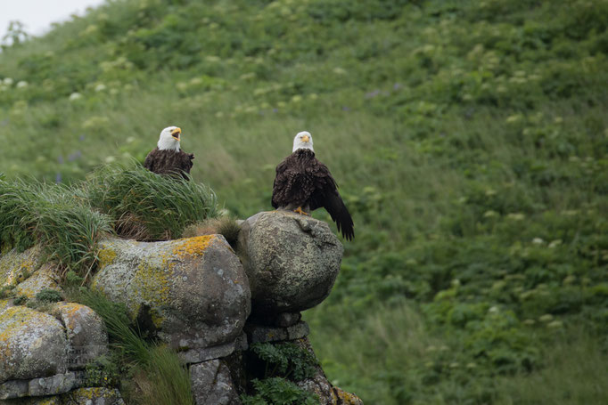  Katmai National Park, Bald Eagle