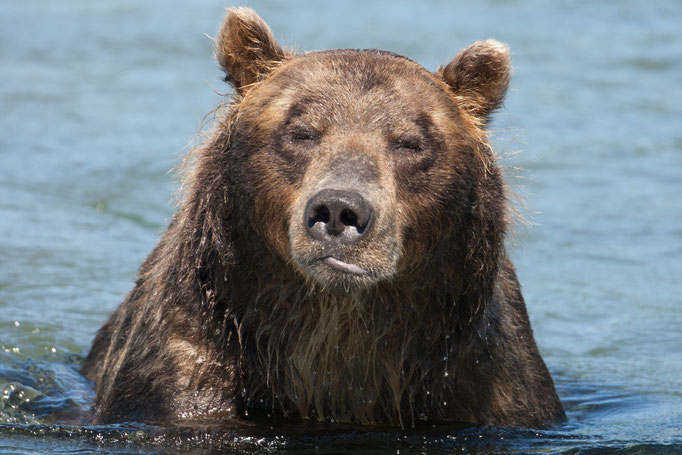 BrownBbear at Kuril Lake Kamtschatka