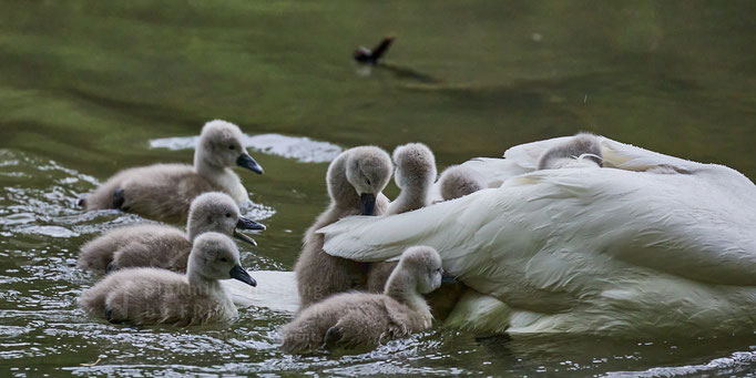 After birth, baby swan: Aarau Philosophenweg