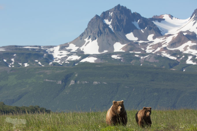 Alaska Grizzly, Katmai National Park