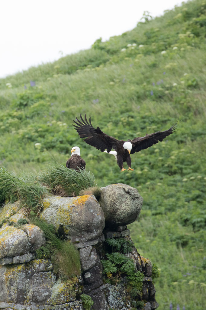  Katmai National Park, Bald Eagle