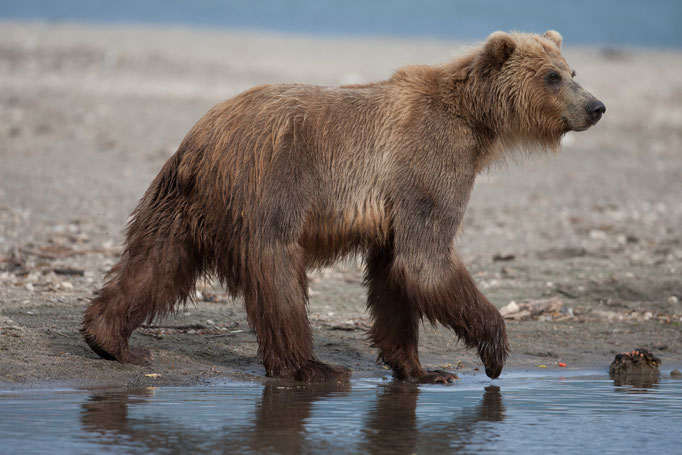Brown Bear at Kuril Lake Kamtschatka
