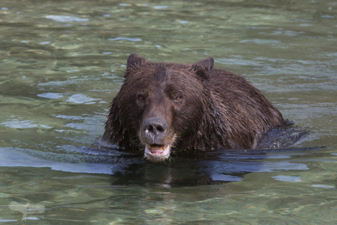 Alaska Grizzly, Katmai National Park